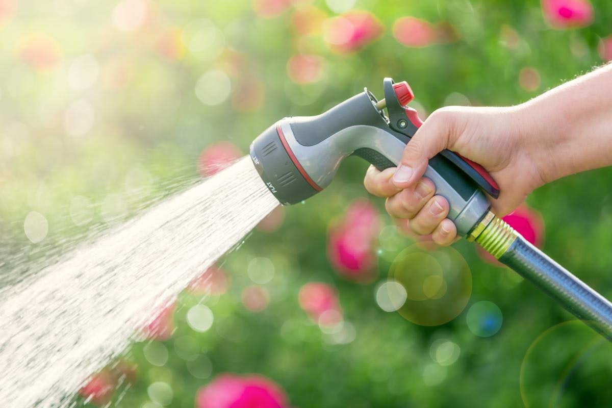 Watering garden with hose.