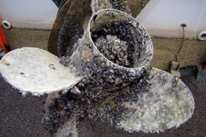 Quagga muscles on boat propeller