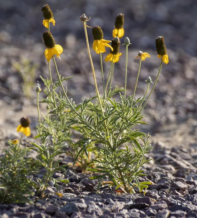 The image features a cluster of yellow flowers with green foliage growing among pebbles or rocky ground.