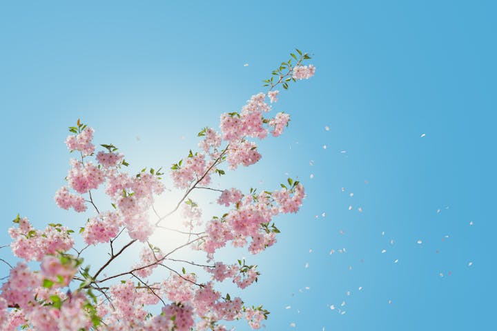 A branch of pink blossoms reaches toward a bright blue sky, with sunlight glowing behind and petals gently falling.