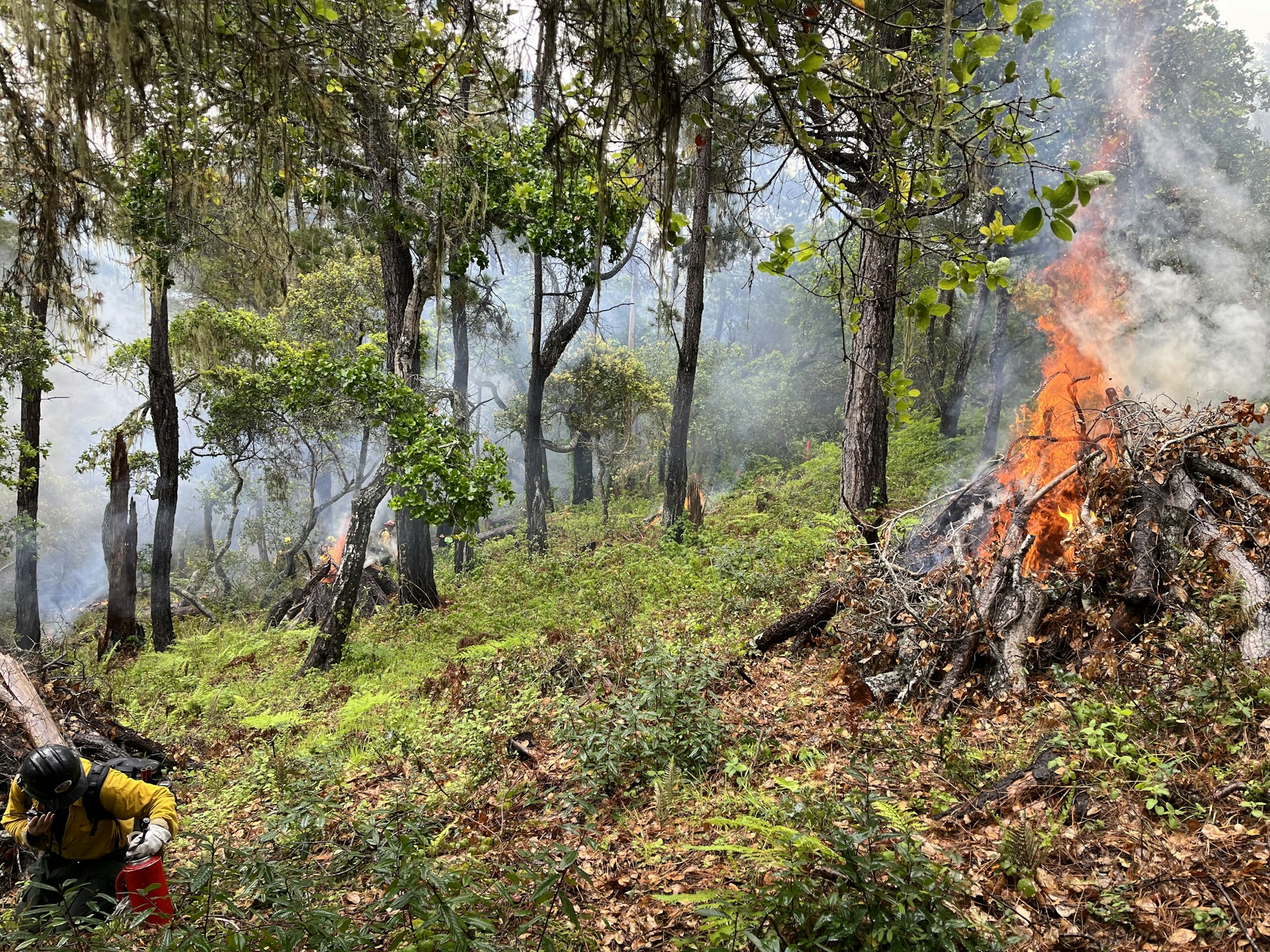 A forest scene with a pile of branches burning, smoke rising, and a person in firefighter gear in the foreground.