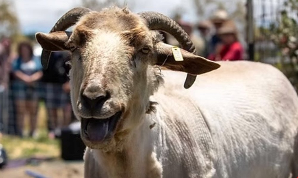 A close-up of a sheep with prominent horns and a yellow tag, smiling in front of a group of people in the background.