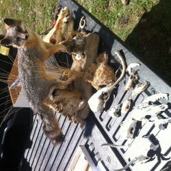 fox and skull demonstration