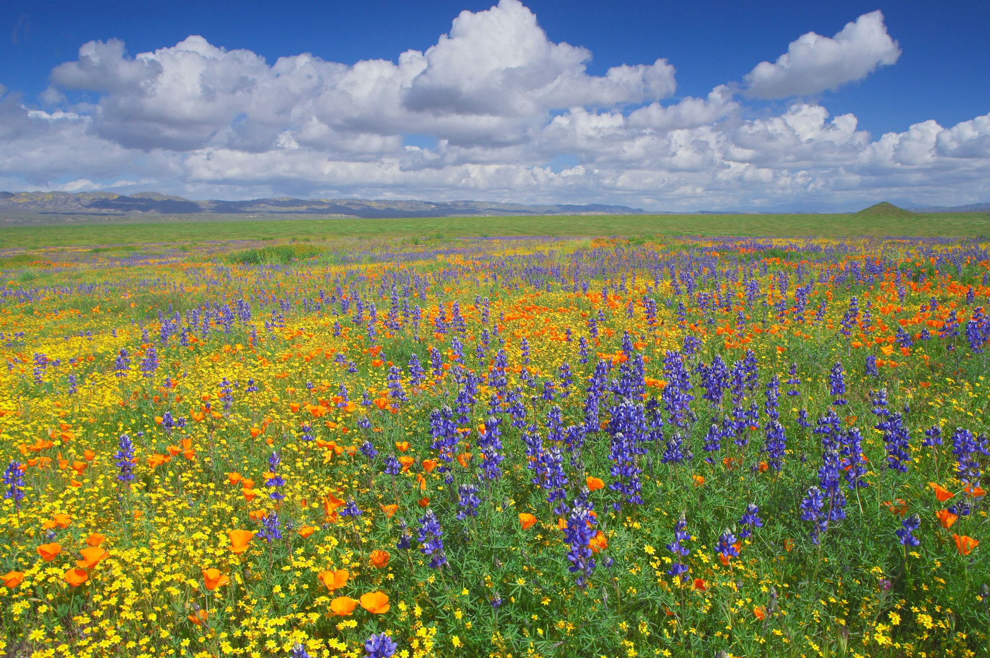 May contain: grassland, outdoors, field, nature, farm, rural, countryside, and meadow