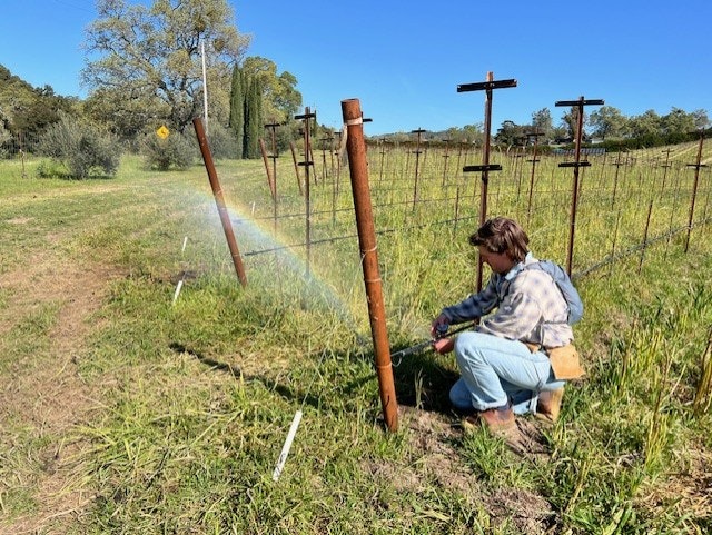 A person is watering plants in a vineyard under a clear blue sky, with green grass surrounding the rows of grapevines.