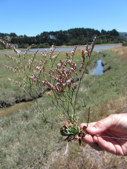 May contain: plant, grass, human, person, and tree