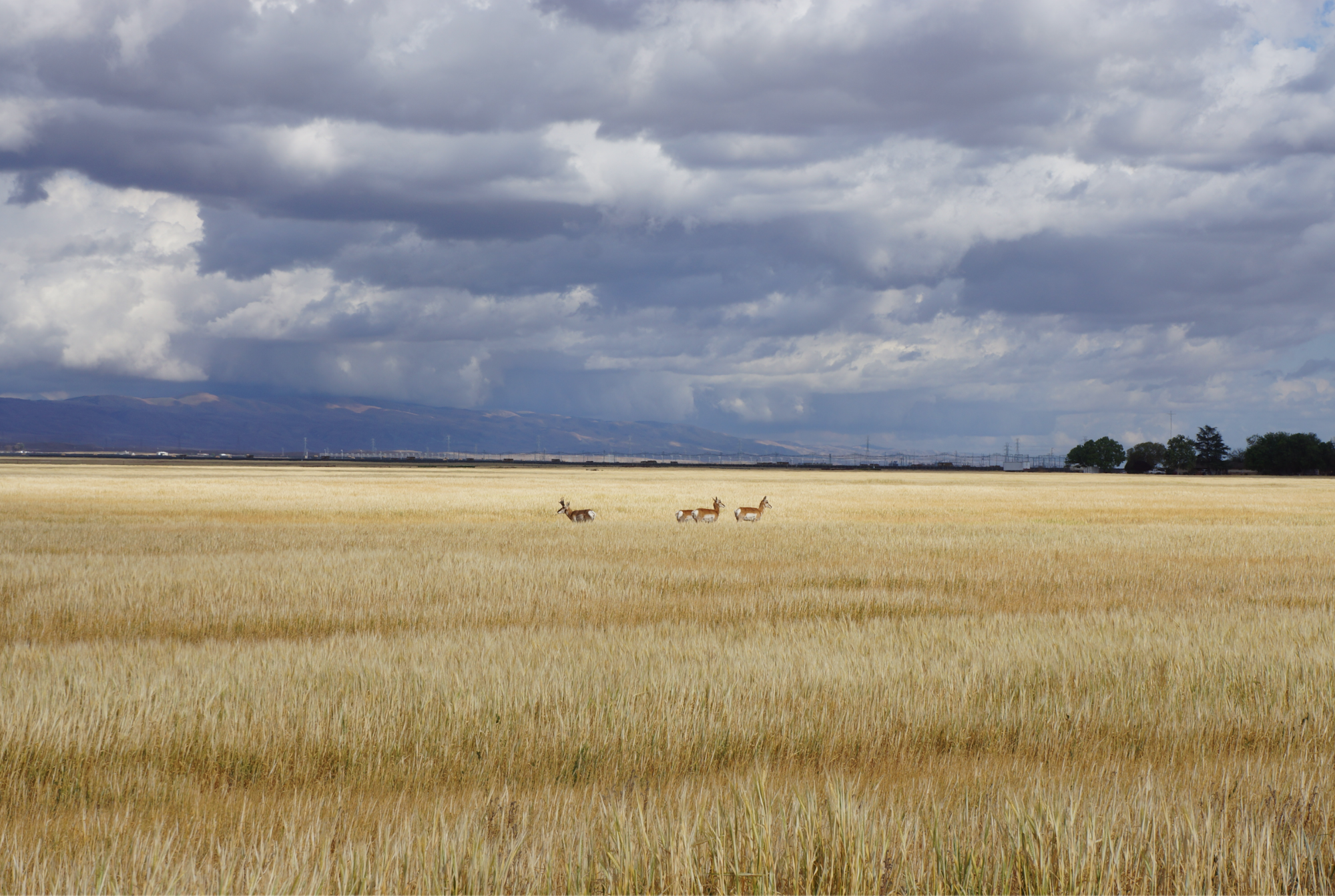 May contain: field, nature, outdoors, plant, grassland, and weather