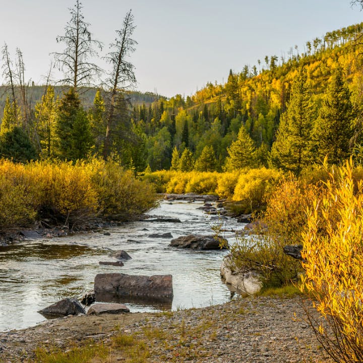 A serene river flows through a lush forest with vibrant yellow and green foliage under a clear sky.