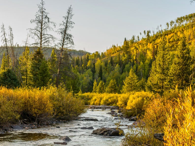 A serene river flows through a lush forest with vibrant yellow and green foliage under a clear sky.