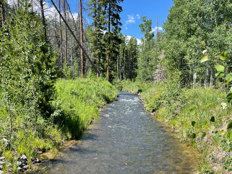 A tranquil stream flowing through a lush, green forest under a clear blue sky.
