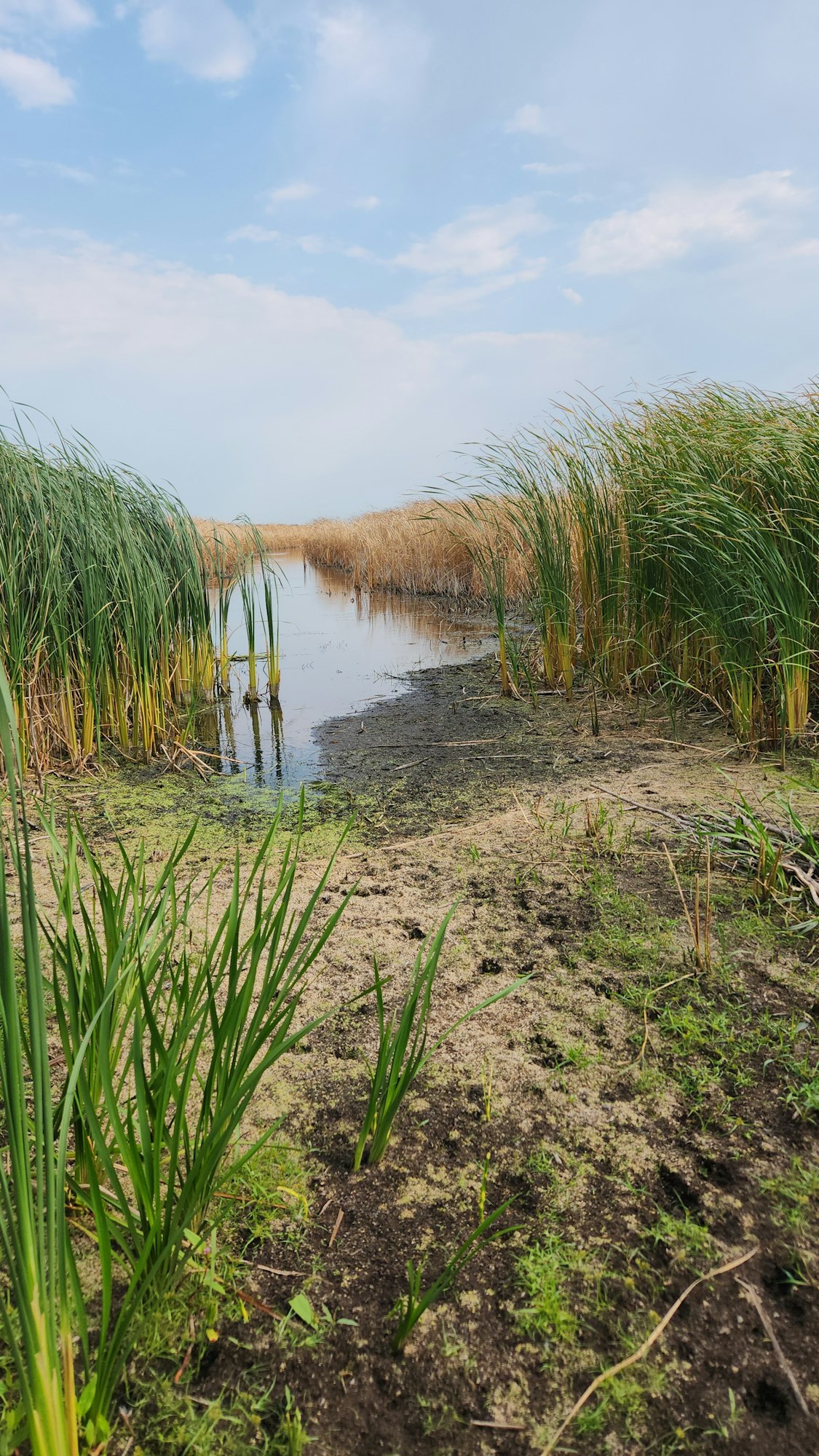 A marshy landscape with tall reeds, a narrow waterway, and a cloudy blue sky.