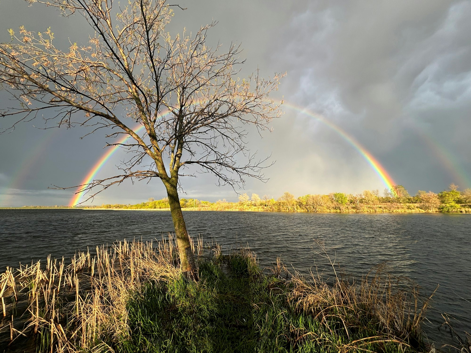 May contain: nature, outdoors, sky, scenery, plant, tree, rainbow, grass, land, landscape, lake, water, and reed