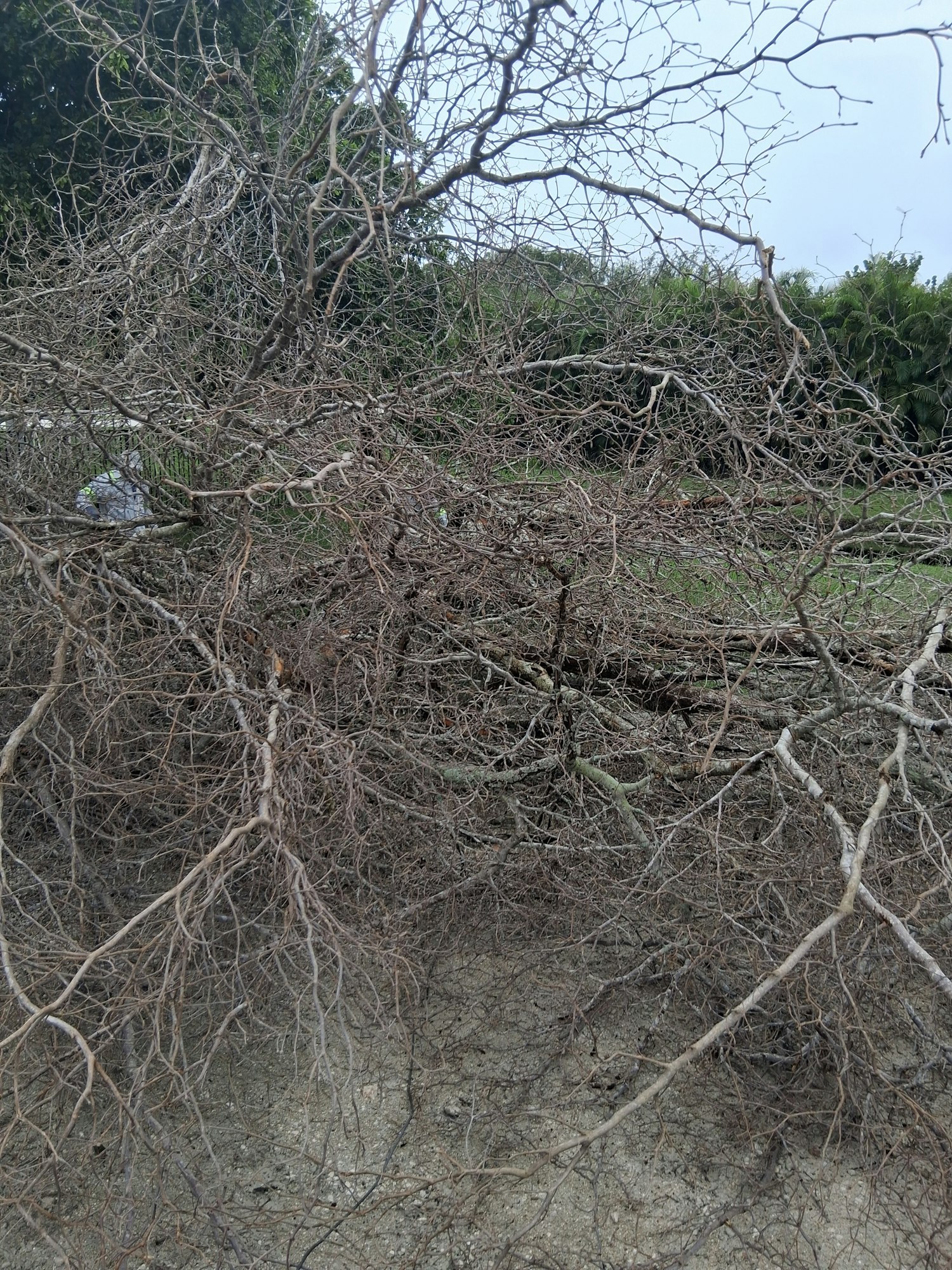 A dense tangle of leafless branches and twigs with some greenery in the background.