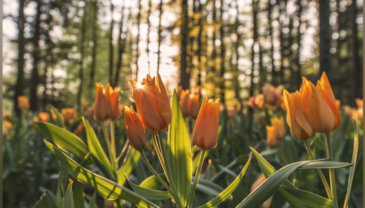 May contain: plant, vegetation, flower, petal, nature, outdoors, scenery, and tulip