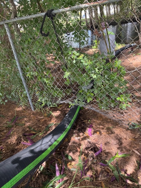 A black pipe runs under a chain-link fence, surrounded by plants and leaves on the ground.