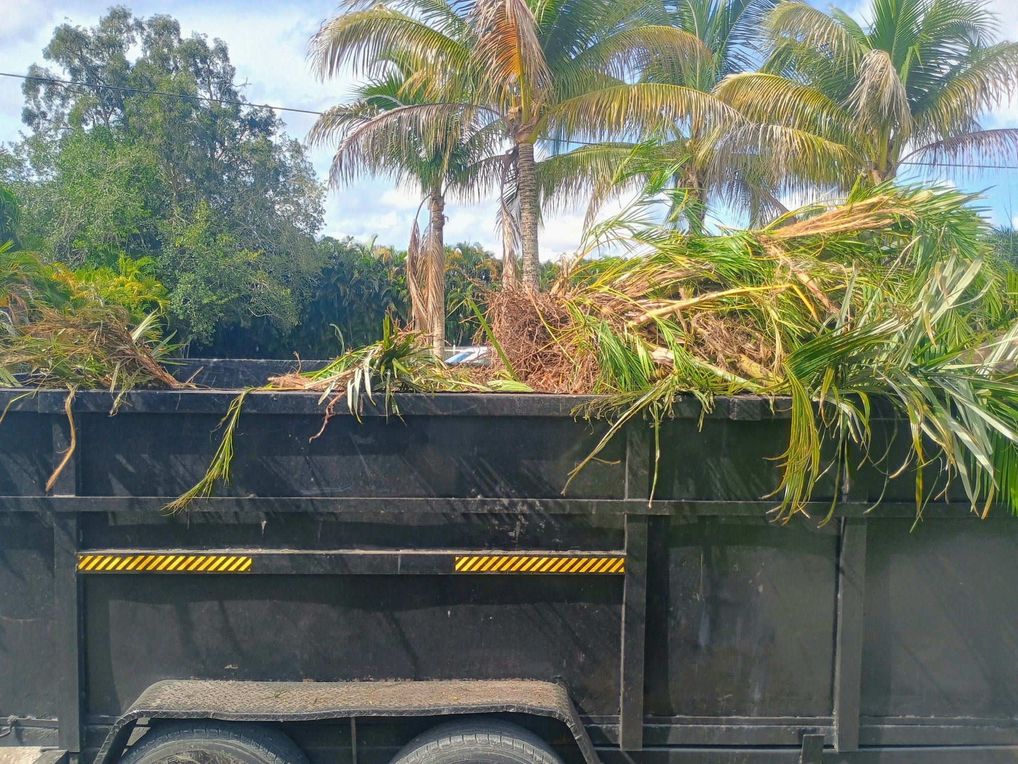 A trailer filled with uprooted palm fronds and other greenery in front of palm trees.