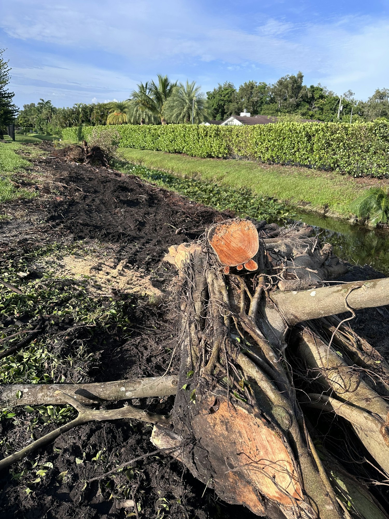 A fallen tree with exposed roots lies on the ground, surrounded by greenery and a clear blue sky.
