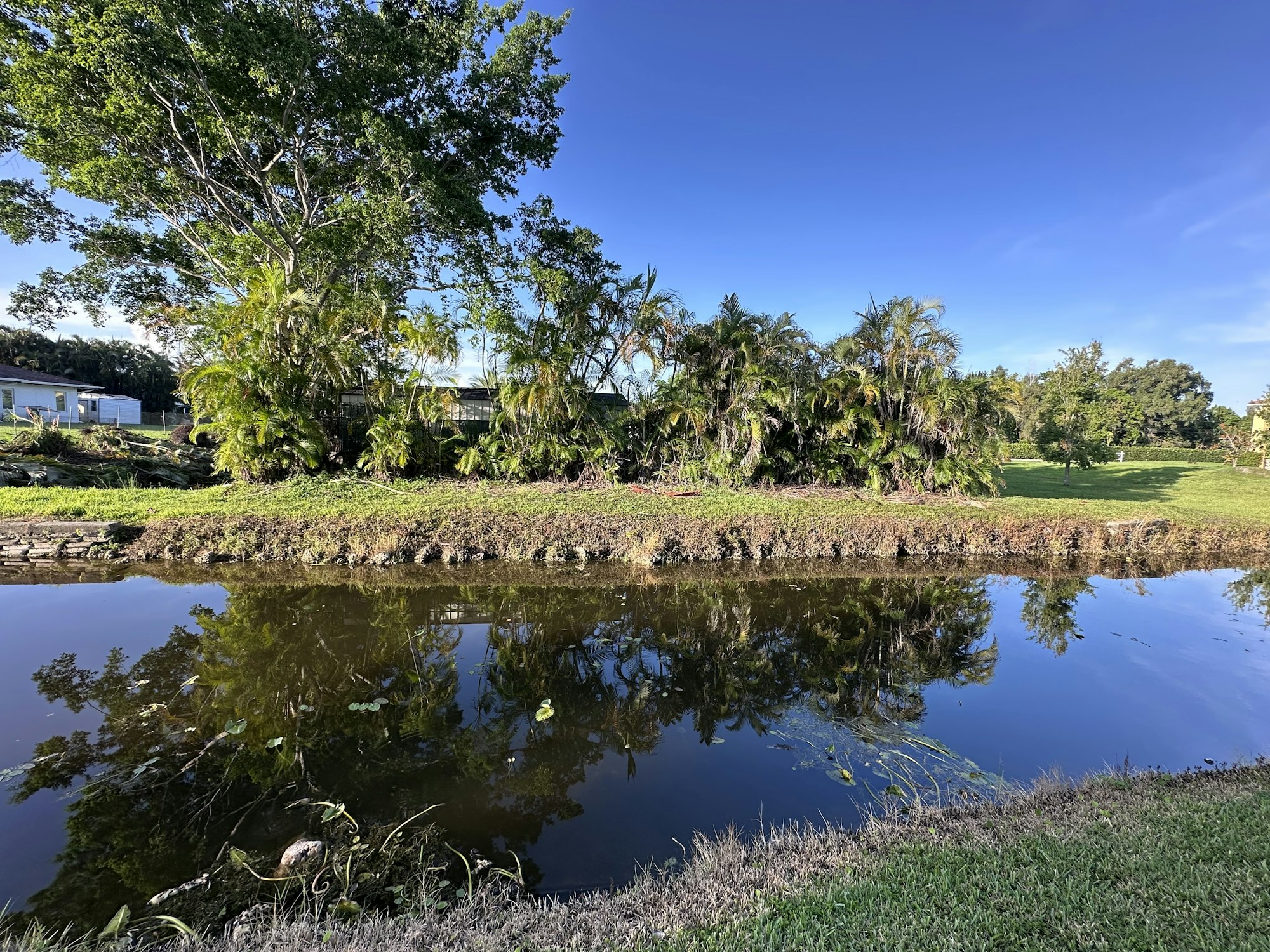 A tranquil pond reflecting trees, with lush greenery and clear blue sky in the background.