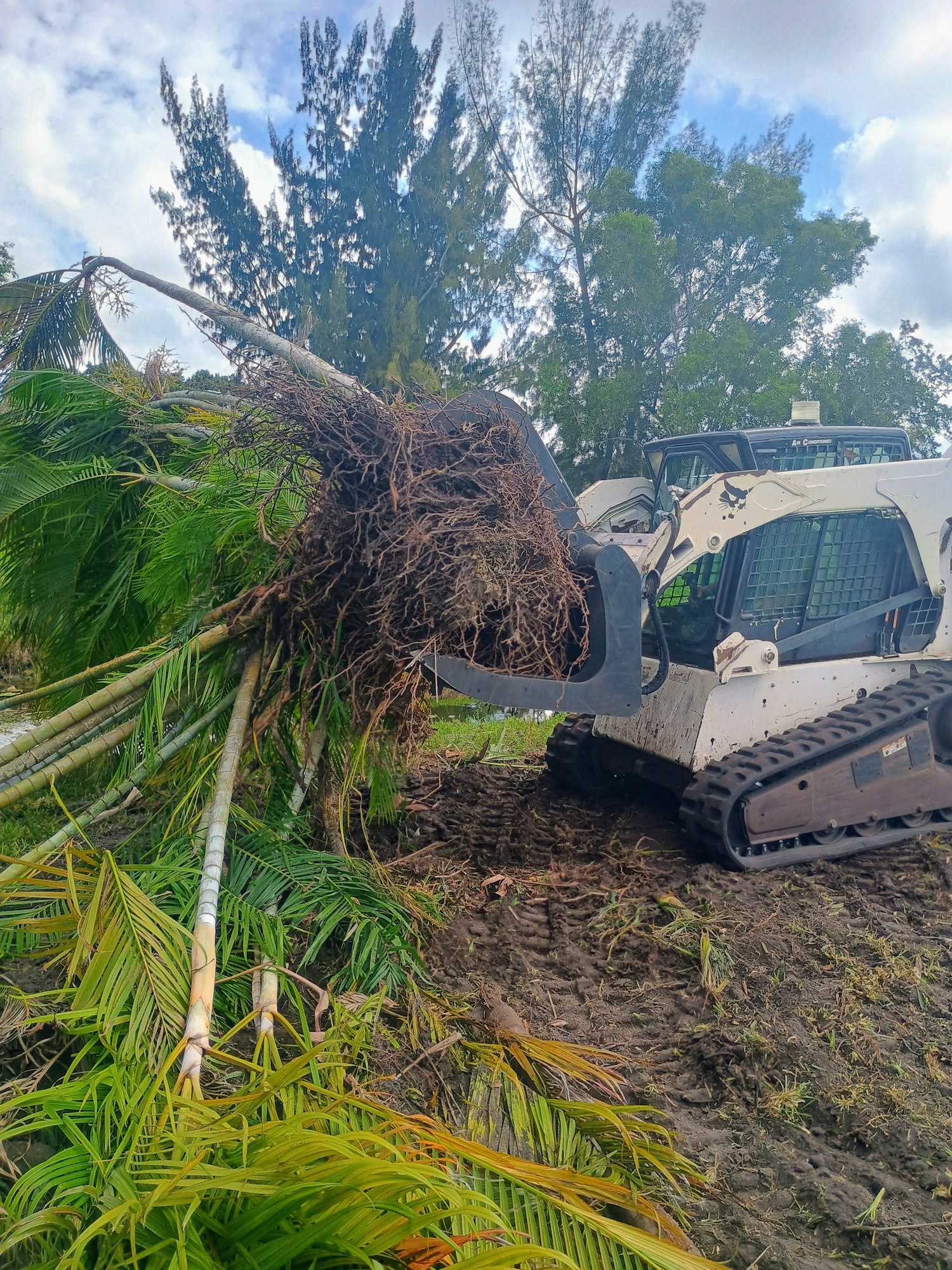A bulldozer with a claw attachment is uprooting a palm tree in a grassy area.
