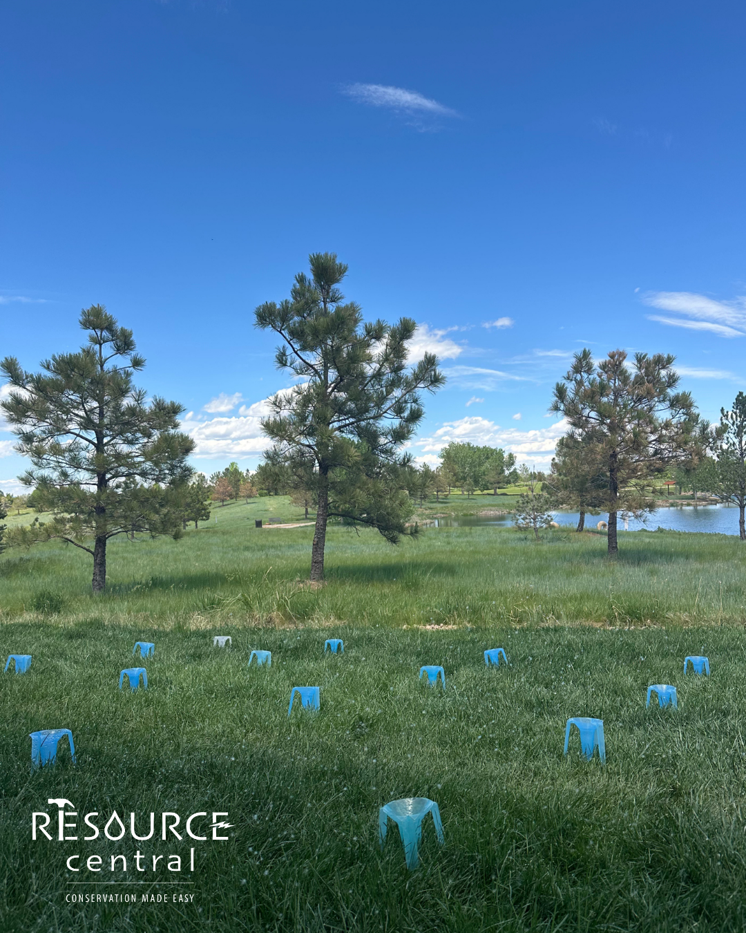 A grassy area with blue plastic protectors around young plants, under a clear sky with a few clouds and trees nearby.