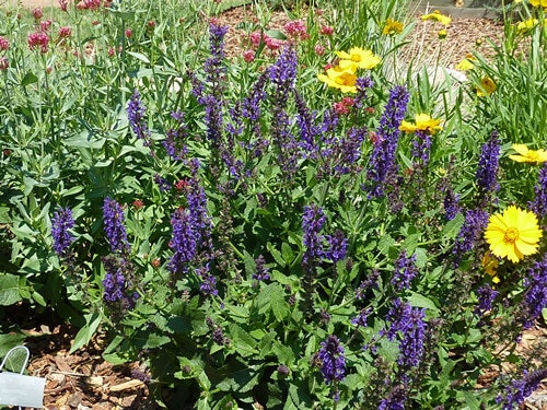 A flowerbed with purple spiky flowers and yellow blooms, surrounded by green leaves and mulch, under bright sunlight.