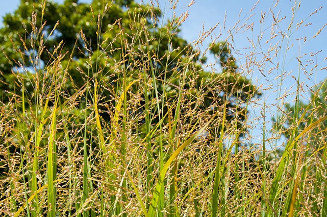 The image features tall grass with seed heads, set against a backdrop of trees and a clear blue sky.