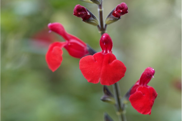 A close-up of a striking red flower with soft petals and unique shapes, set against a blurred green background.