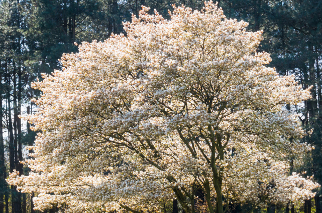 A large, flowering tree surrounded by tall, green trees, bathed in bright light, creating a beautiful and serene scene.