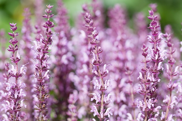 The image features vibrant purple flowers, blooming in clusters, creating a beautiful natural scene.