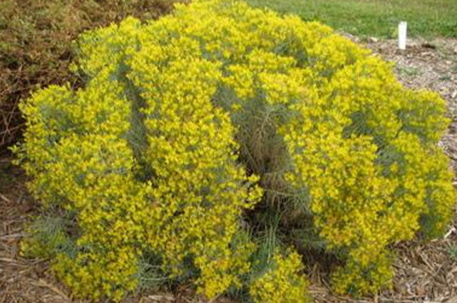 The image features a bushy plant covered in vibrant yellow flowers, likely thriving in a garden or natural setting.
