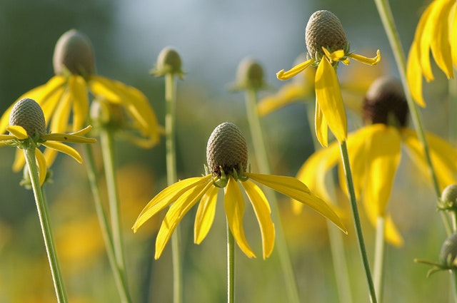 The image features yellow flowers with unique shapes, highlighting their petals and seed heads against a soft background.