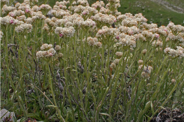A cluster of green plants with small pale flowers, set against a natural background.