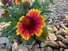A vibrant flower with red and yellow petals surrounded by small stones and green leaves.