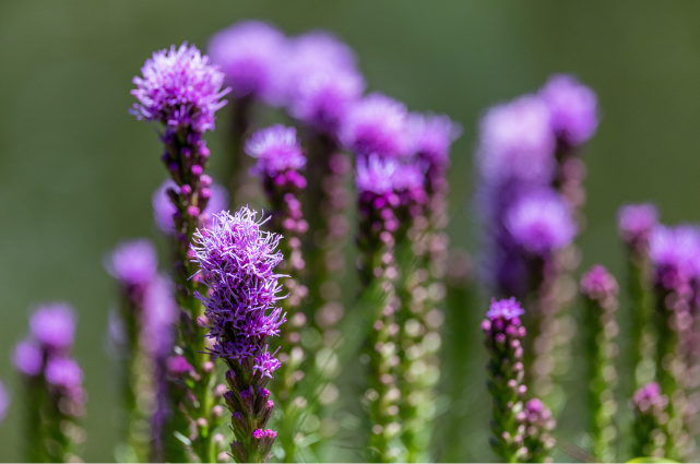 A cluster of vibrant purple flowers with tall, slender stems, set against a blurred green background.