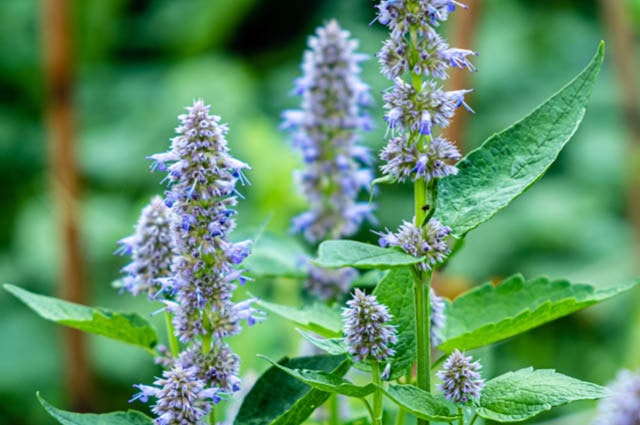 The image features clusters of vibrant purple flowers on green foliage, set against a blurred green background.
