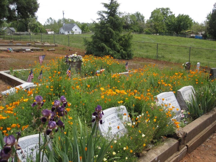 May contain: outdoors, grassland, field, nature, plant, countryside, flower, and blossom