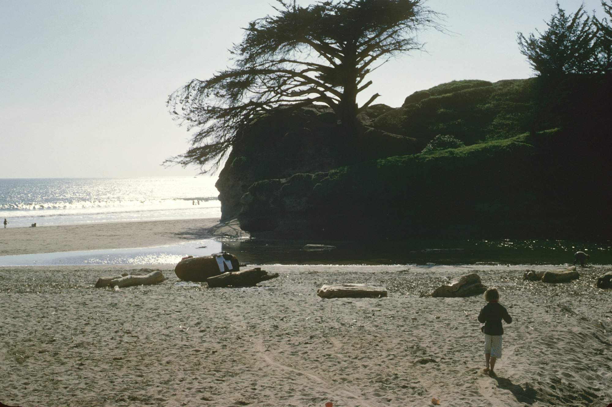 A serene beach scene with a child, driftwood, and a tree atop a rocky outcrop shining under the sun.