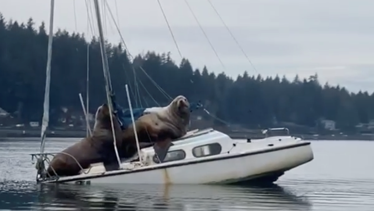 Two large sea lions on a small boat, causing it to tilt. Forest in background.