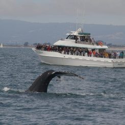 May contain: boat, transportation, vehicle, animal, mammal, sea life, whale, and yacht