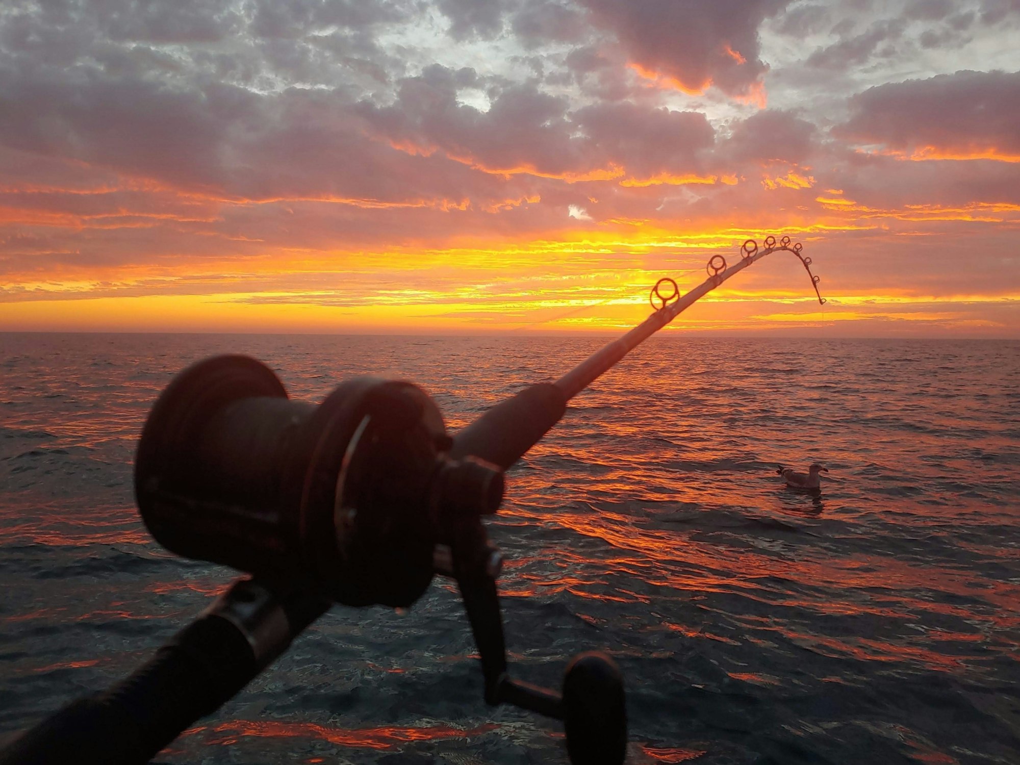 A fishing rod against a vibrant sunset over the ocean, with a seagull floating on the water.