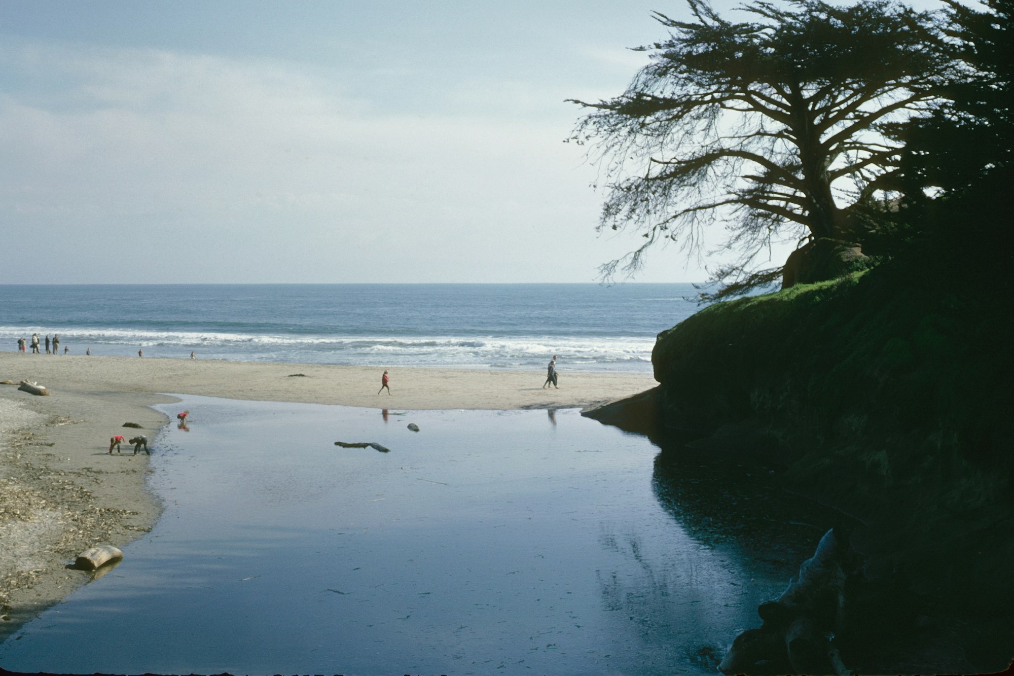 Beach scene with people, a tree on a cliff, sand, and the ocean under a blue sky.