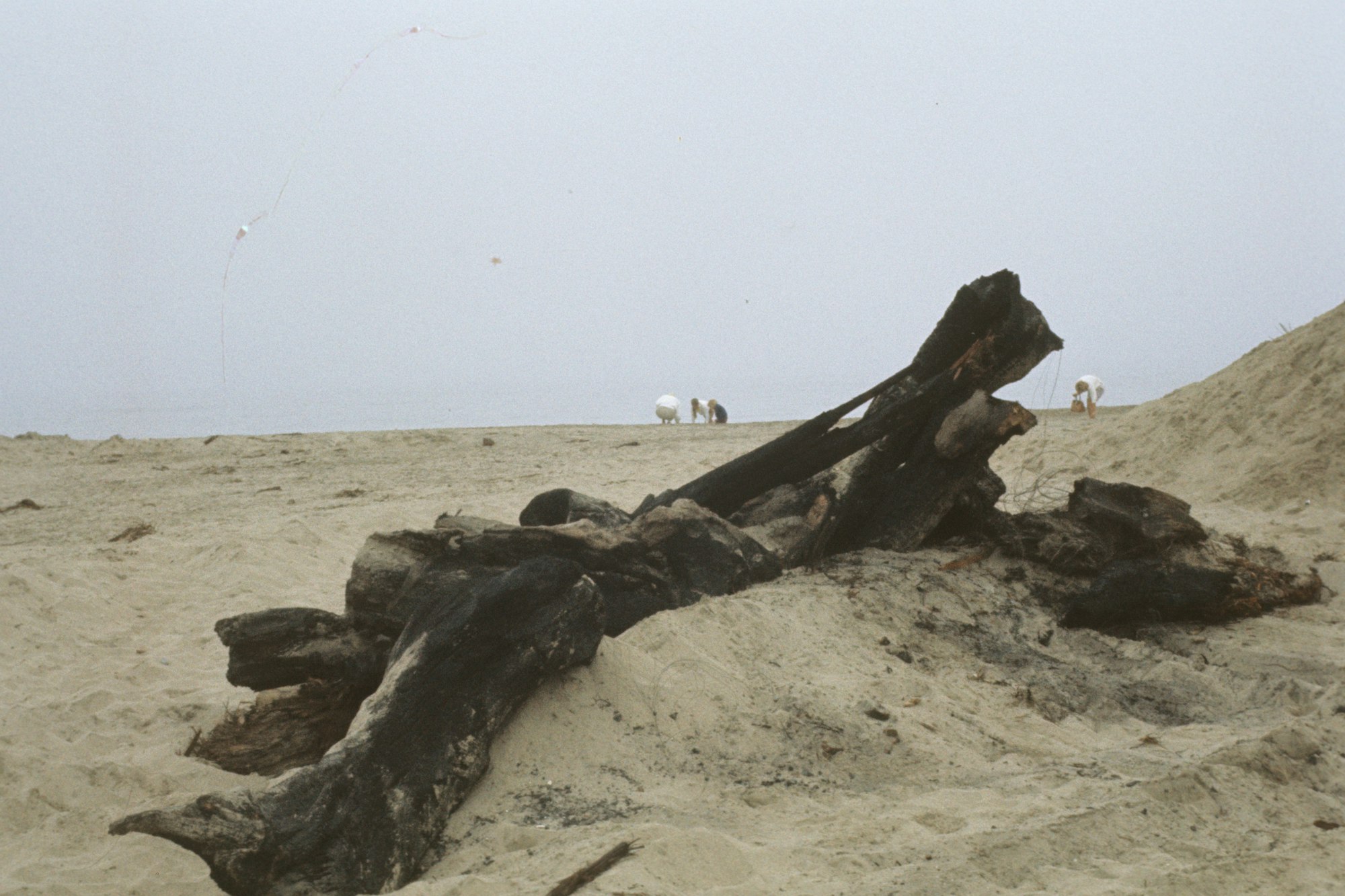 Driftwood on a sandy beach with people in the distance and a kite flying in the sky.