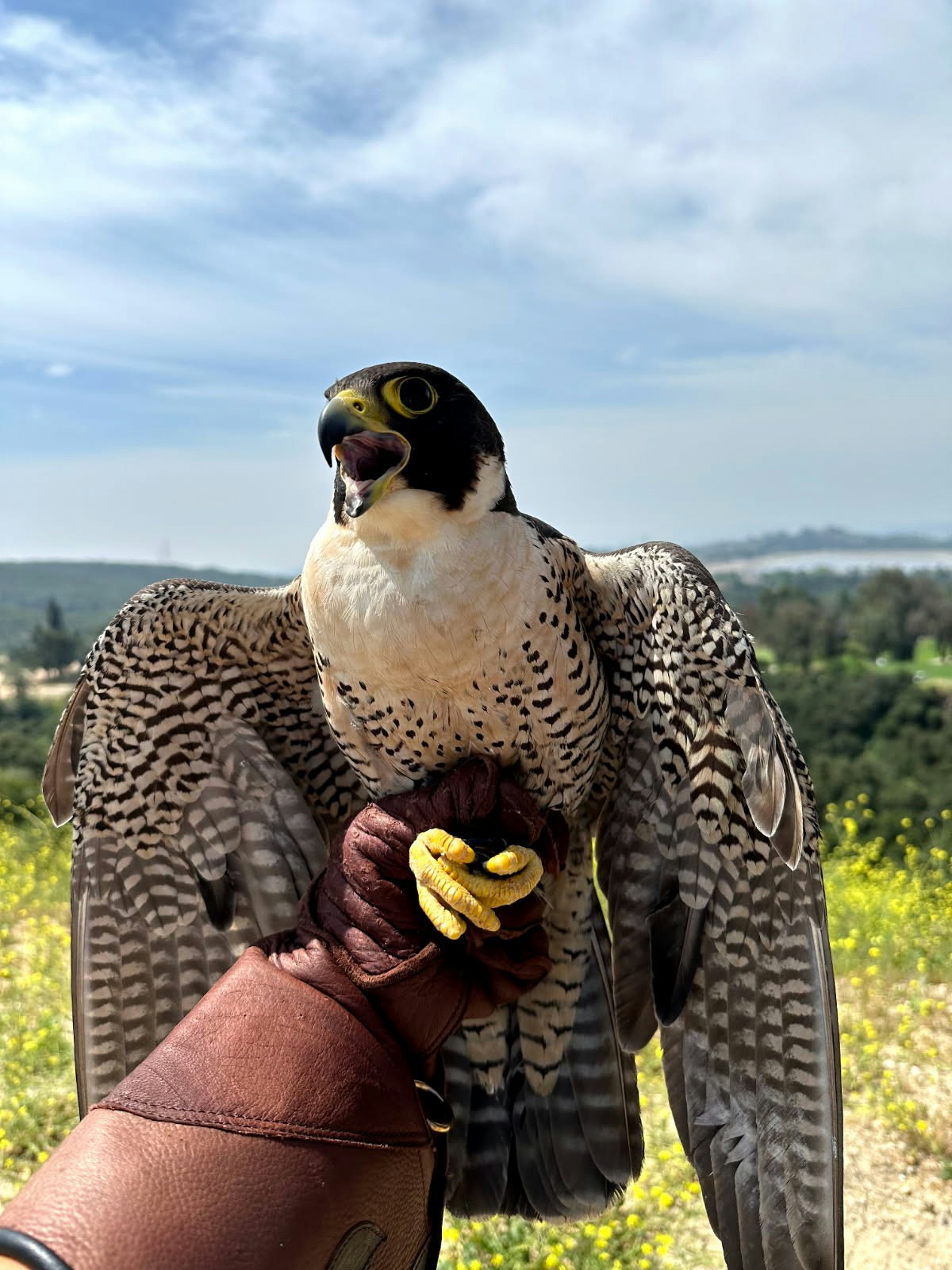 A person in a leather glove holds a peregrine falcon outdoors, with a scenic background of hills and sky.
