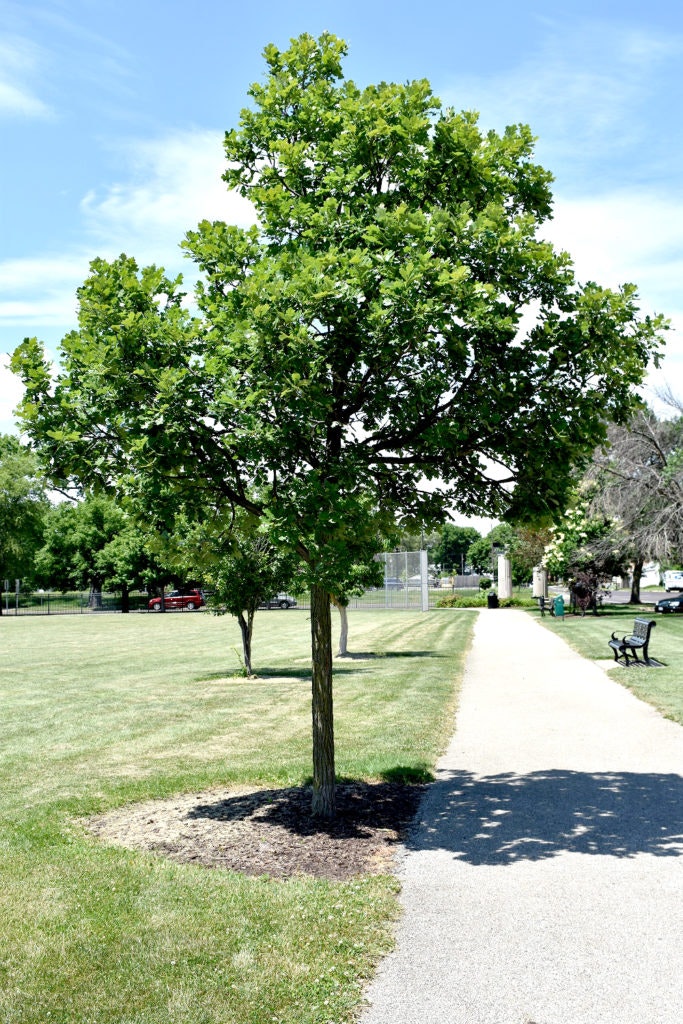 A path runs alongside a lush green tree in a sunny park, with benches and a baseball field in the background.
