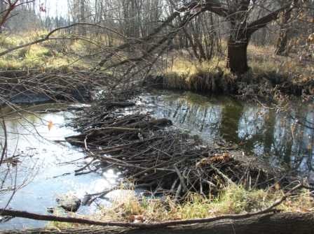 May contain: land, nature, outdoors, creek, stream, water, pond, swamp, and wilderness