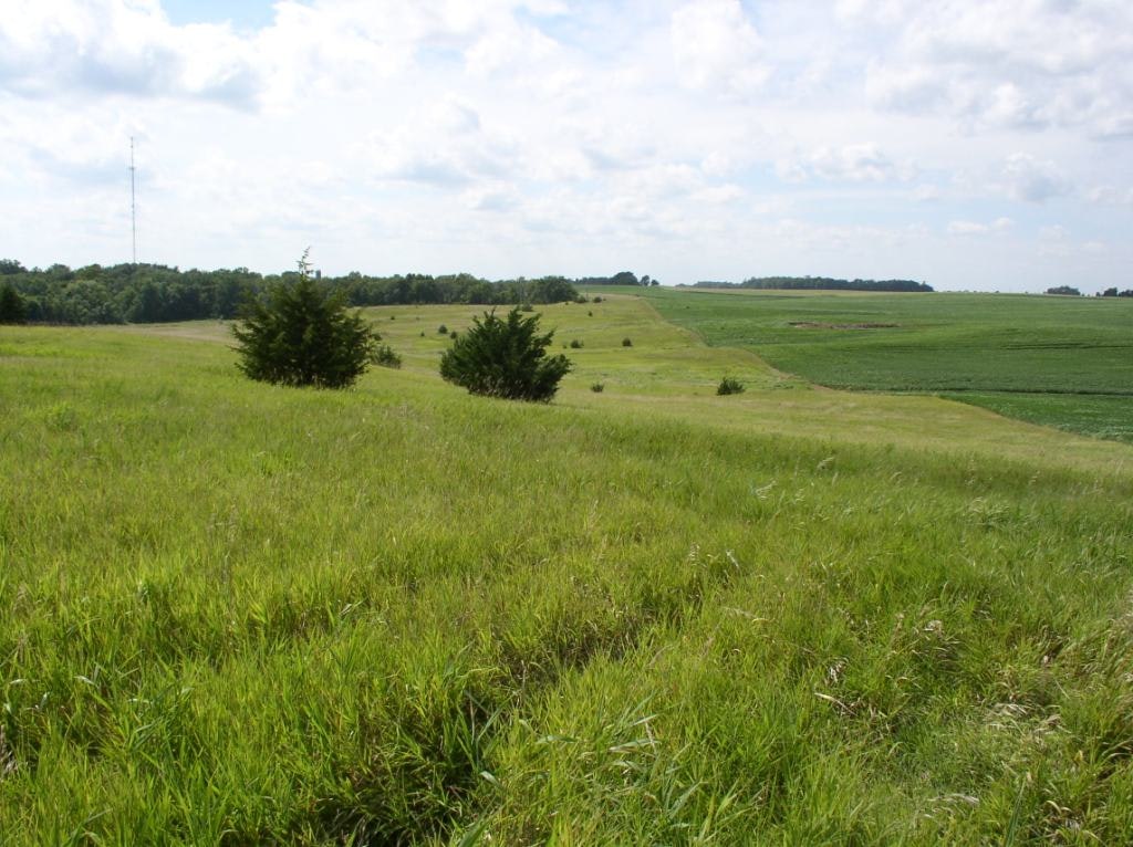 May contain: countryside, farm, field, nature, outdoors, pasture, rural, grassland, grass, plant, land, and ground