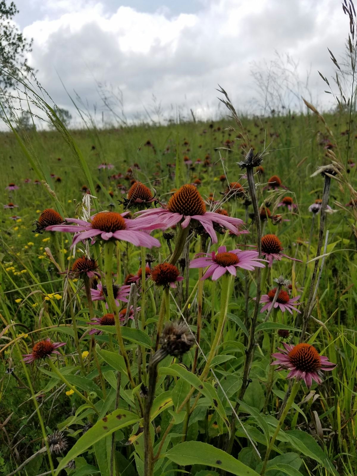 Wildflower meadow with pink coneflowers and overcast sky.