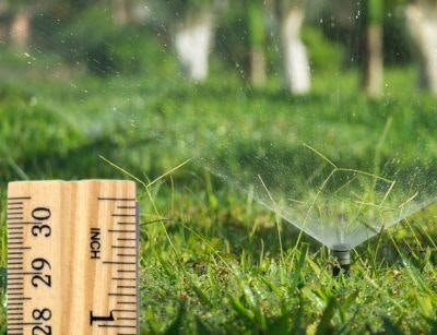 A ruler measuring grass height next to a sprinkler spraying water on a lawn.