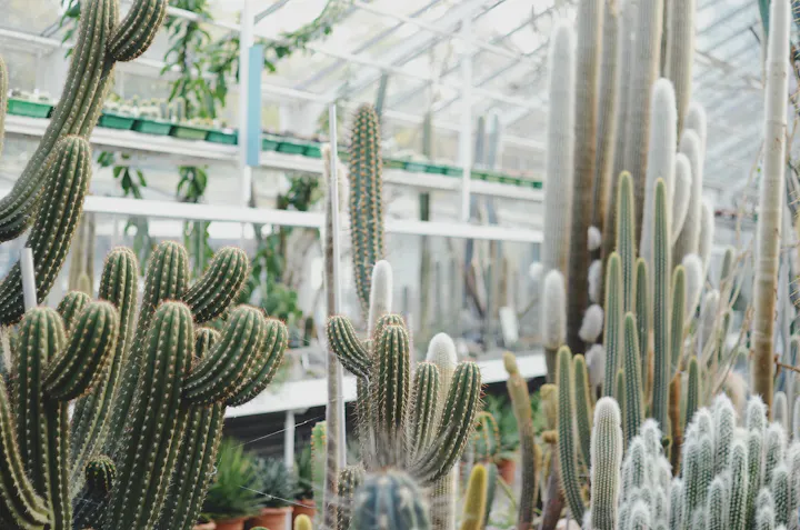 A variety of cacti are arranged in a greenhouse, showcasing diverse shapes and sizes with bright greenery in the background.