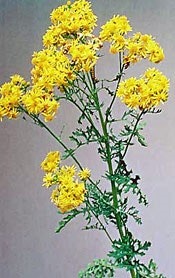 A stem with clusters of yellow flowers.